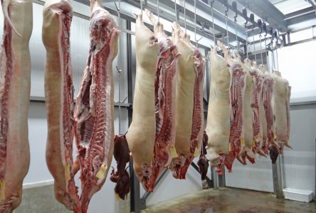 TBL council declines pig slaughterhouse proposal