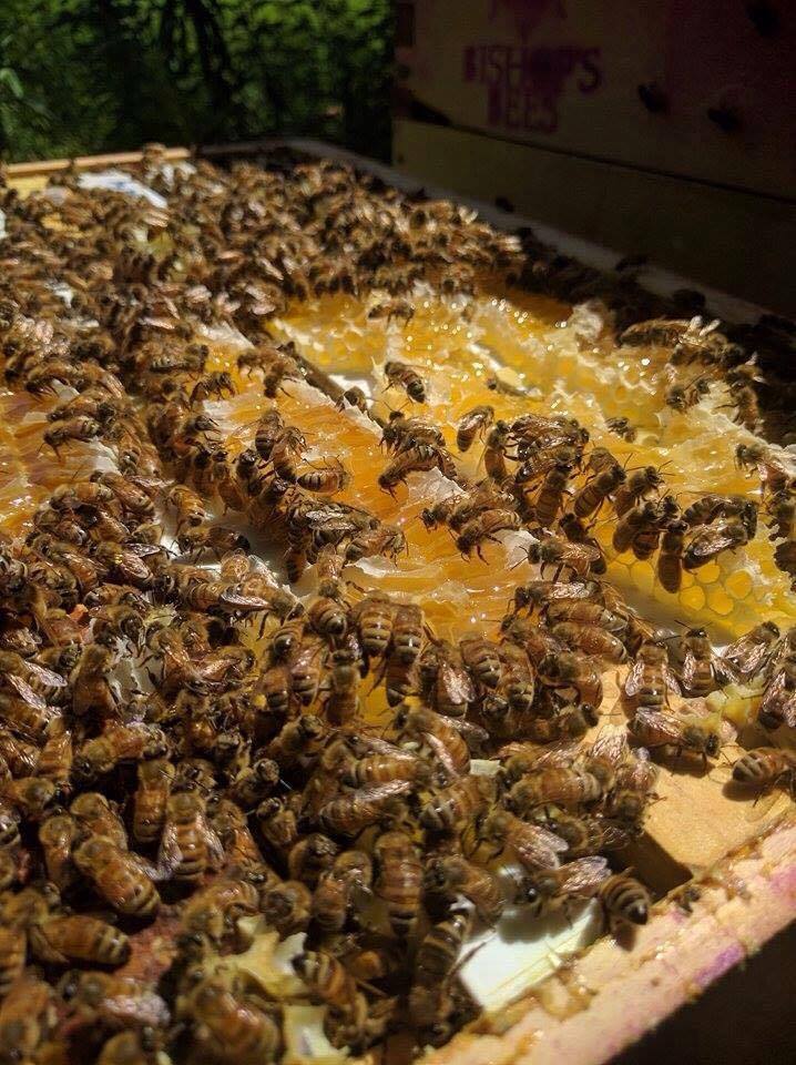 Bishops getting into the business of bees