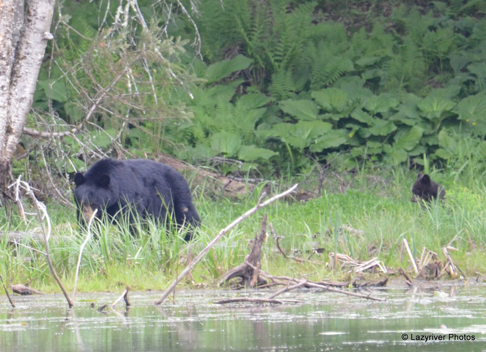 Bears on the Tomifobia trail