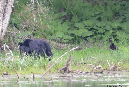 Bears on the Tomifobia trail