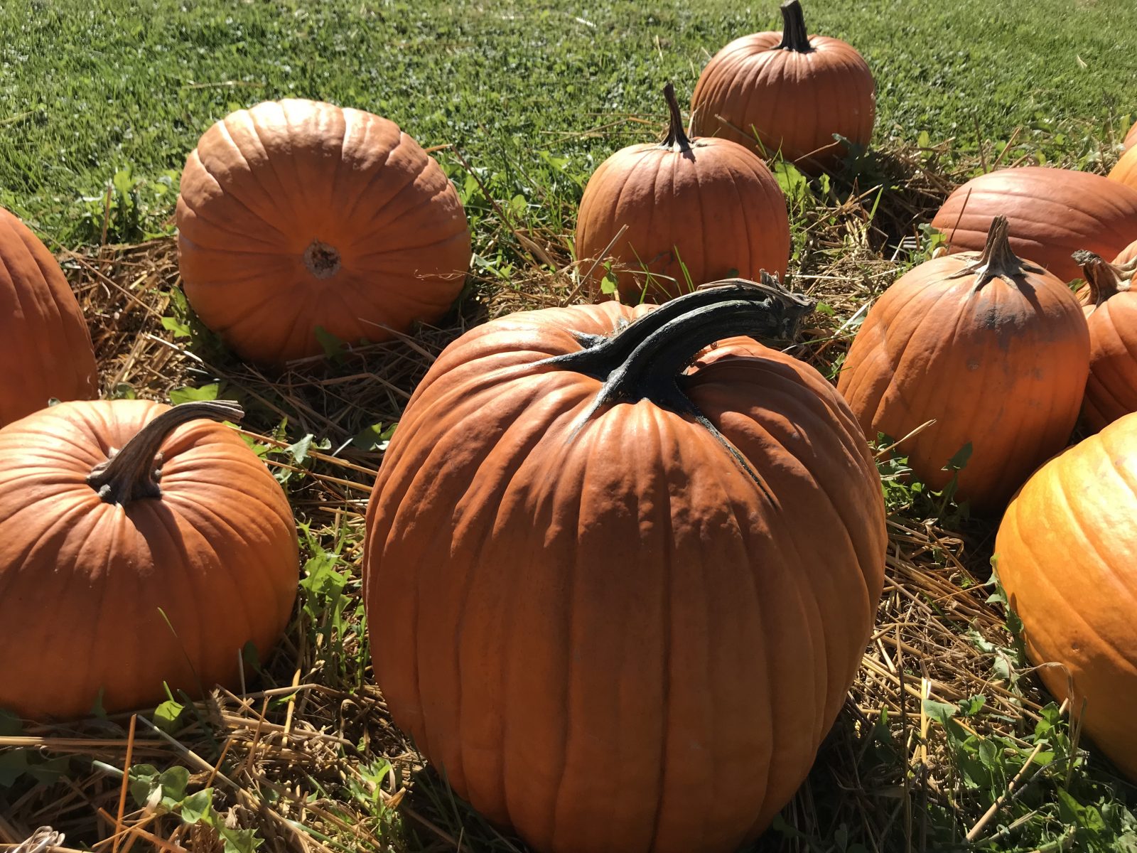 Giant Pumpkin and Harvest Festival happening Oct.14