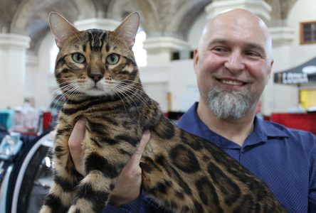 Canicross and the Cat-hedral expo: cats and dogs compete in Sherbrooke