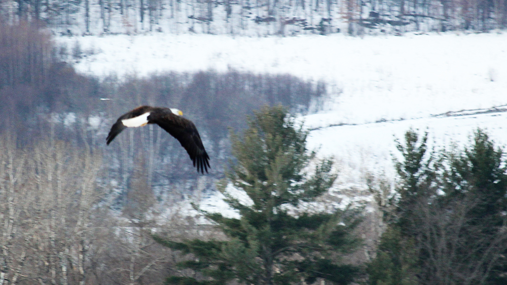 Bald Eagle drops by in Huntingville