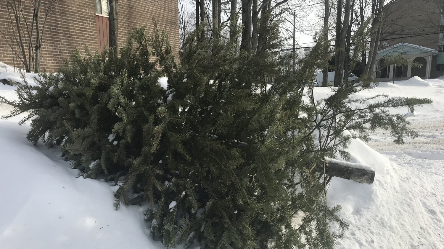 Christmas tree pickup this week around Sherbrooke