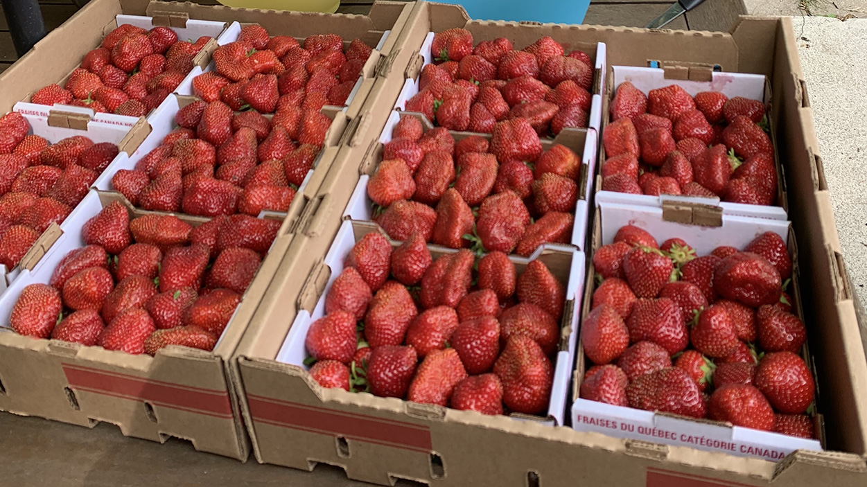 Strawberry season has arrived