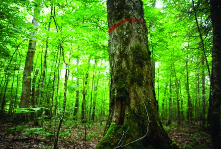 Quebec’s maple producers want the province to rethink silviculture practices