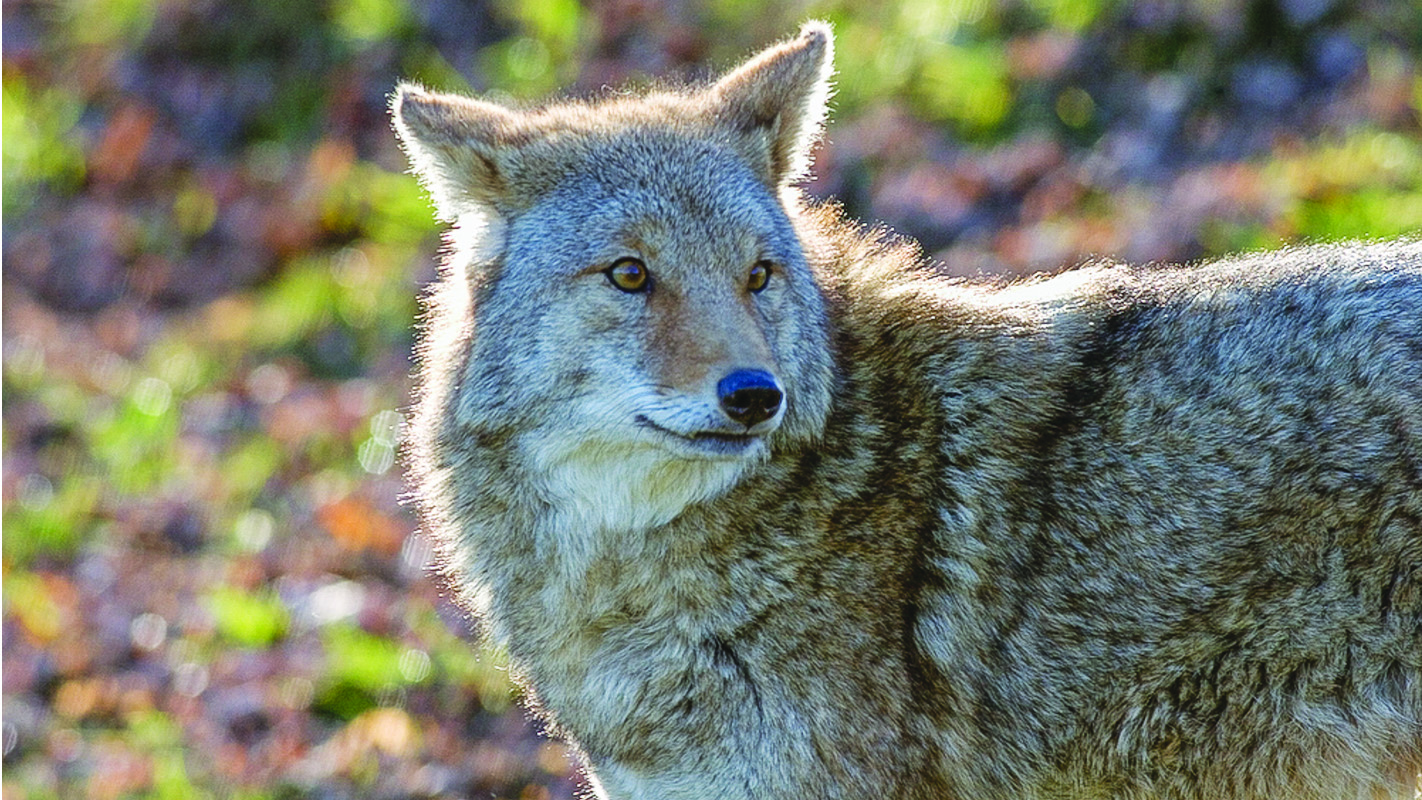Increase in coyote presence a result of  urban development