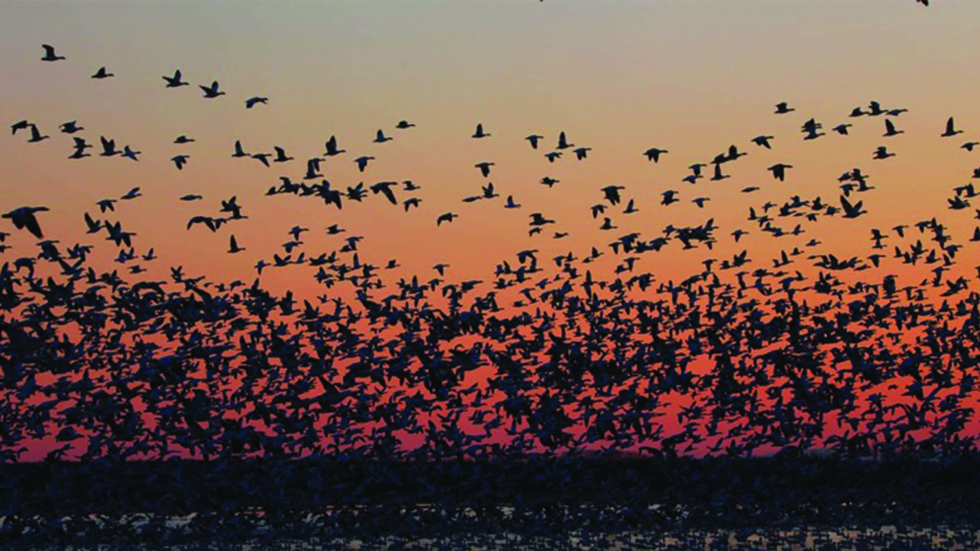 Massive flocks return to Danville’s  Burbank Pond