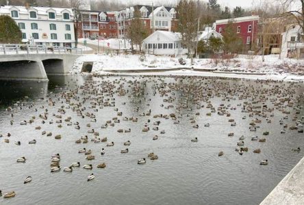 Ducks unlimited in North Hatley