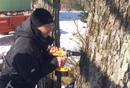 Sugaring season at the mercy of Mother Nature