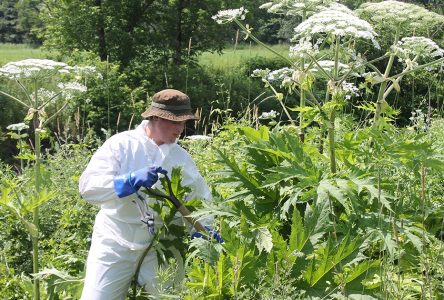 Val-Saint-François towns call for aid in the fight against giant hogweed