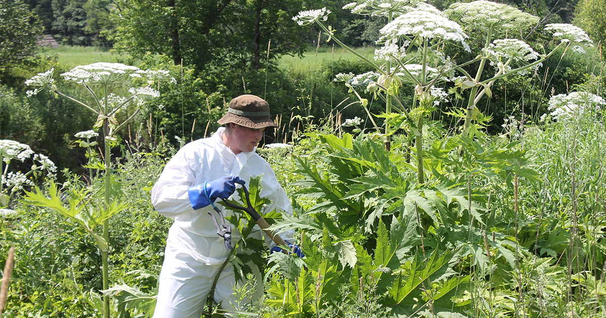 Val-Saint-François towns call for aid in the fight against giant hogweed