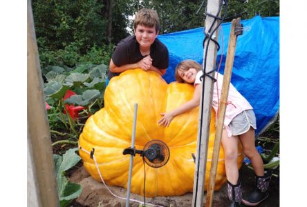 Giant pumpkin festival returning to Lennoxville this fall