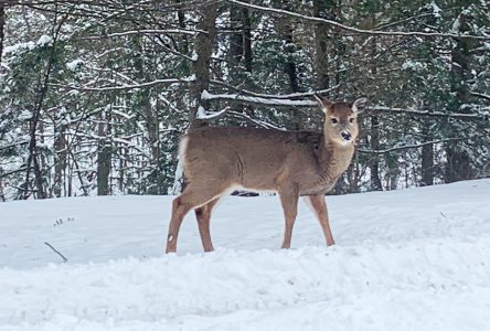 Hunting permits keep Eastern Townships deer population under control
