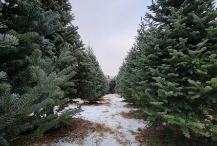 Nationwide supply chain issues lead to higher tree prices