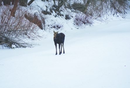 Moose looking to settle down in Waterville