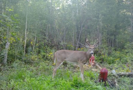 Local hunters want restrictions limiting hunt for young bucks adopted in more zones