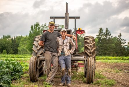 From farm to table, local vegetable baskets are grown with love