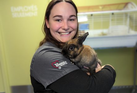 SPA warns not to gift rabbits this Easter