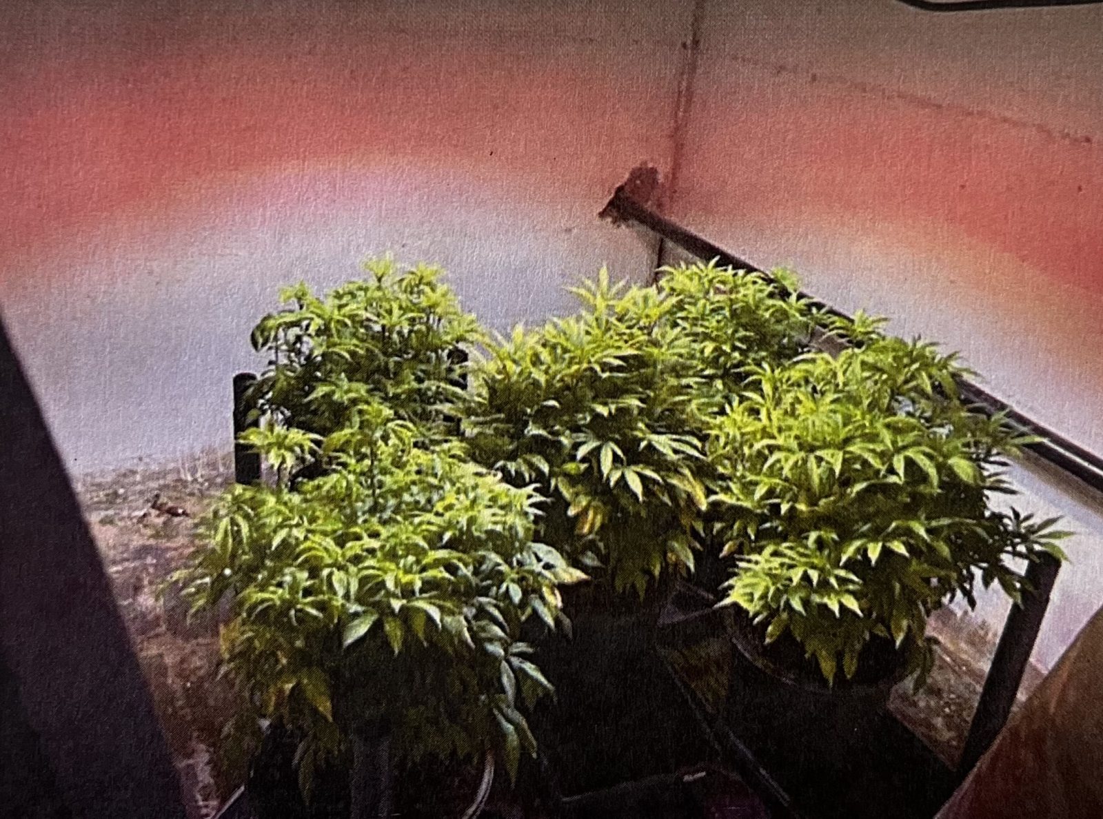 Illicit cannabis crack-down unit arrests man caught with dozen pot plants