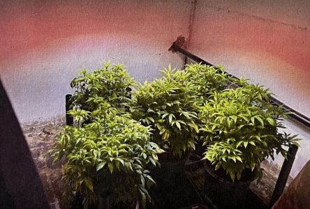 Illicit cannabis crack-down unit arrests man caught with dozen pot plants