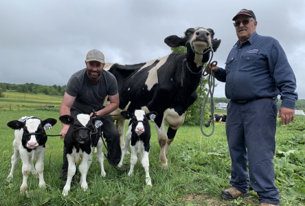 Nelsondale Farm welcomes triplet bull calves to the family