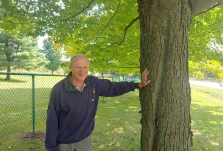 Mature maples to be removed near Compton Cemetery